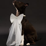 TINA DOG BOW
